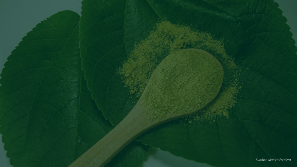 Matcha Trend | Katali